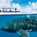 Chocó: El tiburón ballena ya llegó al Pacífico chocoano