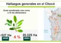 Según oficina de la ONU, siguen creciendo los cultivos de coca en el Chocó
