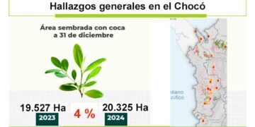 Según oficina de la ONU, siguen creciendo los cultivos de coca en el Chocó