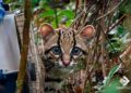 Felino silvestre volvió al Chocó y fue devuelto a su hábitat