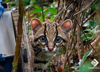 Felino silvestre volvió al Chocó y fue devuelto a su hábitat