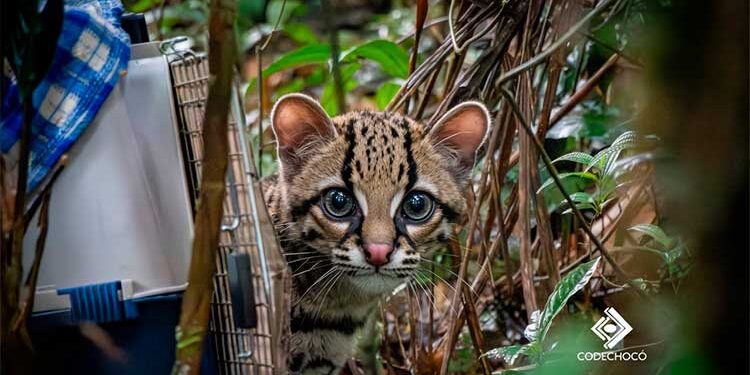 Felino silvestre volvió al Chocó y fue devuelto a su hábitat