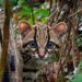 Felino silvestre volvió al Chocó y fue devuelto a su hábitat
