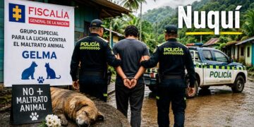 Nuquí, Chocó: hombre imputado con el delito de muerte de un perro