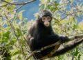 Mono araña negro del Chocó: uno de los primates más amenazados del mundo