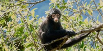 Mono araña negro del Chocó: uno de los primates más amenazados del mundo