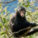 Mono araña negro del Chocó: uno de los primates más amenazados del mundo