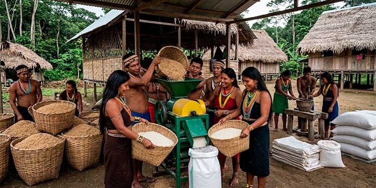 Imagen artificial: Juradó: comunidades indígenas comienzan a producir y trillar arroz