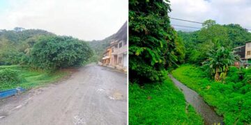 Arboles de pichindé, 2026 Bahia Solano Chocó