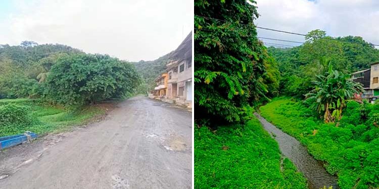 Arboles de pichindé, 2026 Bahia Solano Chocó