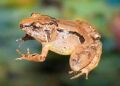 Nueva especie de rana en los bosques nublados de la Serranía de los Paraguas en Chocó y Valle del Cauca