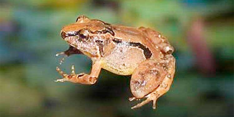 Nueva especie de rana en los bosques nublados de la Serranía de los Paraguas en Chocó y Valle del Cauca