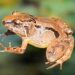 Nueva especie de rana en los bosques nublados de la Serranía de los Paraguas en Chocó y Valle del Cauca