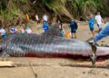 Chocó: Tiburón ballena de seis metros muere varado en playa de Nabugá, Bahía Solano