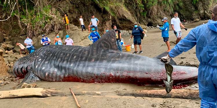 Chocó: Tiburón ballena de seis metros muere varado en playa de Nabugá, Bahía Solano