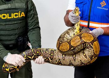 Bahía Solano: boa constrictora fue devuelta a su hábitat natural